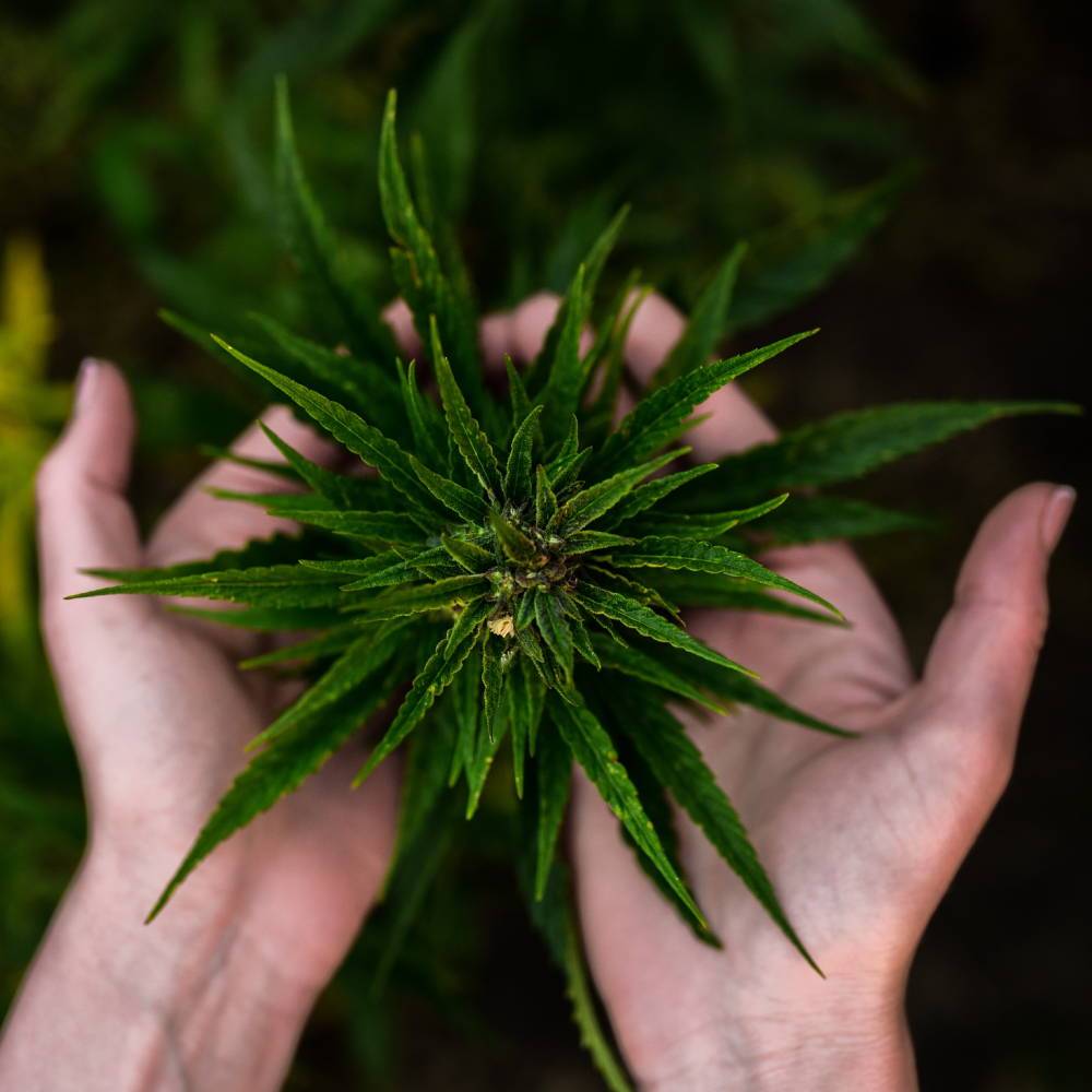 What Supplements Should We Combine With CBD